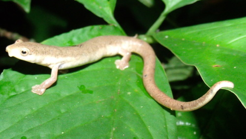 Bolitoglossa schizodactyla