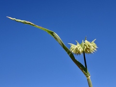 Dactyloctenium radulans