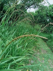 Setaria megaphylla