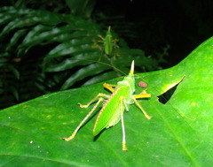Copiphora rhinoceros