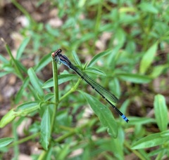 Pseudagrion sublacteum