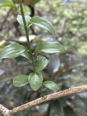 Osyridicarpos schimperianus