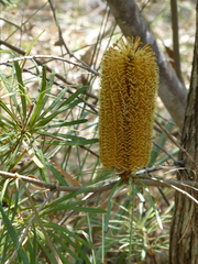 Banksia spinulosa