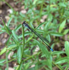 Pseudagrion sublacteum