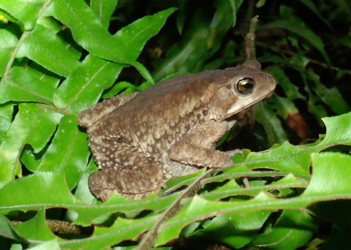 Evergreen Toad Green Climbing Toad | Native Nature