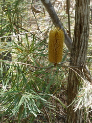Banksia spinulosa
