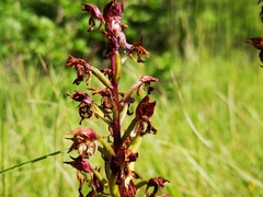 Orchis purpurea