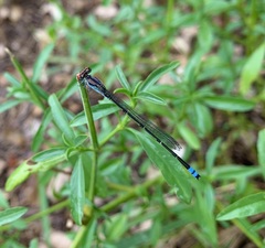 Pseudagrion sublacteum