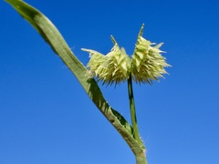 Dactyloctenium radulans