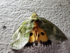 Eudocima hypermnestra