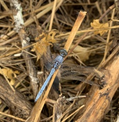 Orthetrum chrysostigma