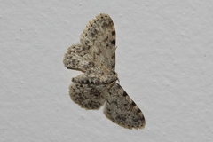 Scopula nigrinotata