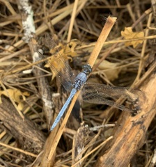Orthetrum chrysostigma