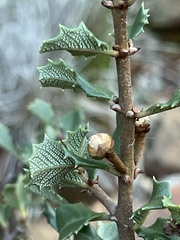 Ceanothus jepsonii