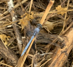 Orthetrum chrysostigma