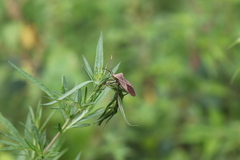 Ochrochira ferruginea