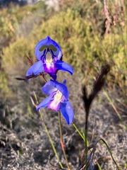 Disa graminifolia