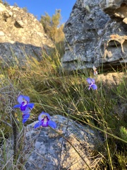 Disa graminifolia