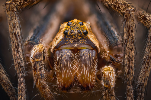 Nursery web spider