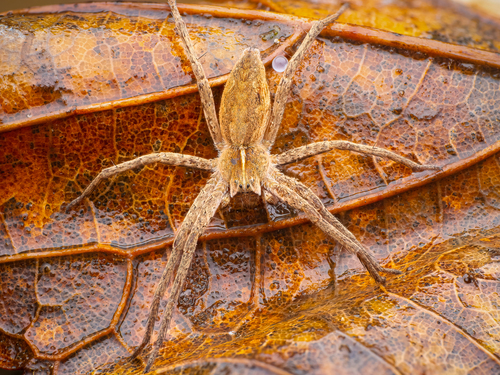 Photo of European Nursery Web spider (Pisaura mirabilis)