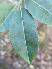 Itea