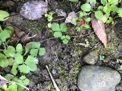 Potentilla hebiichigo