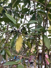 Ardisia