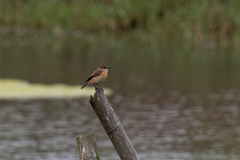 Saxicola stejnegeri