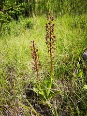 Orchis purpurea