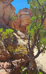 Viscum rotundifolium