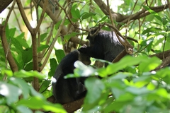 Cercopithecus mitis manyaraensis