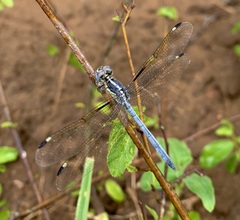Hemistigma albipunctum