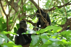 Cercopithecus mitis manyaraensis