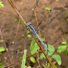 Hemistigma albipunctum