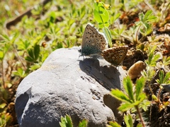 Polyommatus bellargus
