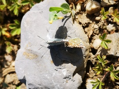 Polyommatus bellargus