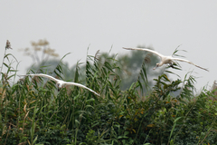 Platalea minor