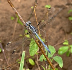 Hemistigma albipunctum