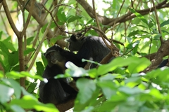 Cercopithecus mitis manyaraensis