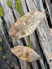 Coccomyces dentatus