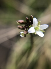 Rorippa laciniata