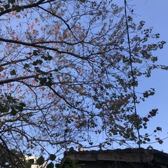 Triadica sebifera