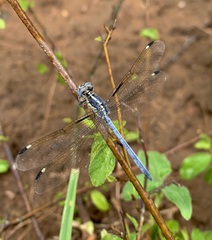 Hemistigma albipunctum