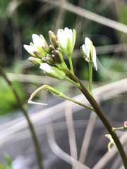 Rorippa laciniata