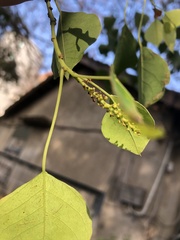Triadica sebifera
