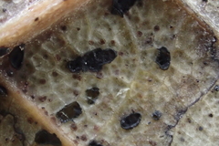 Coccomyces dentatus