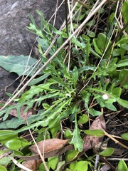 Rorippa laciniata