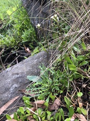 Rorippa laciniata