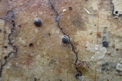 Coccomyces dentatus