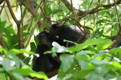 Cercopithecus mitis manyaraensis